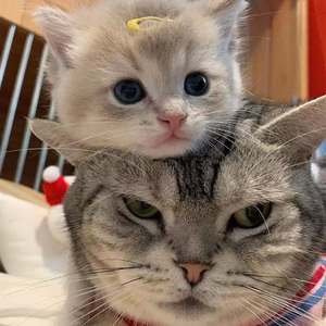 殴美大荫蒂女人视频
